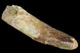 Partially Rooted Spinosaurus Tooth - Real Dinosaur Tooth #117655-1